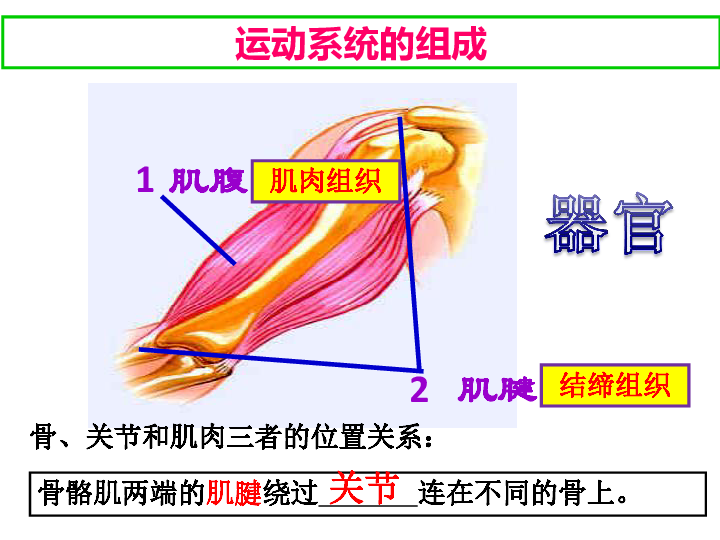 动物的运动和行为复习课件（28张PPT）