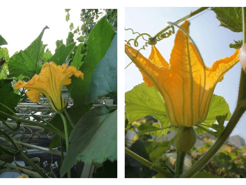 冀教版八年级下册生物611被子植物的生殖课件54张ppt