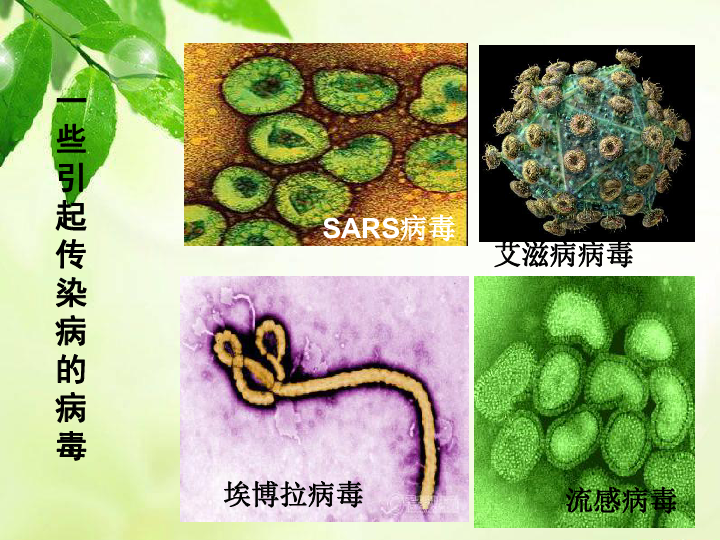 北师大版七下生物 13.2预防传染病 课件（18张PPT）