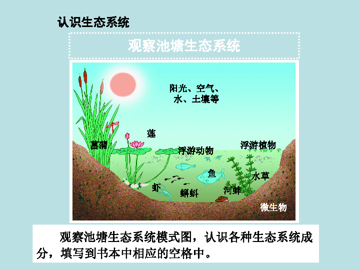 苏科版七年级上册生物：2.3.1多种多样的生态系统课件 (共17张PPT)