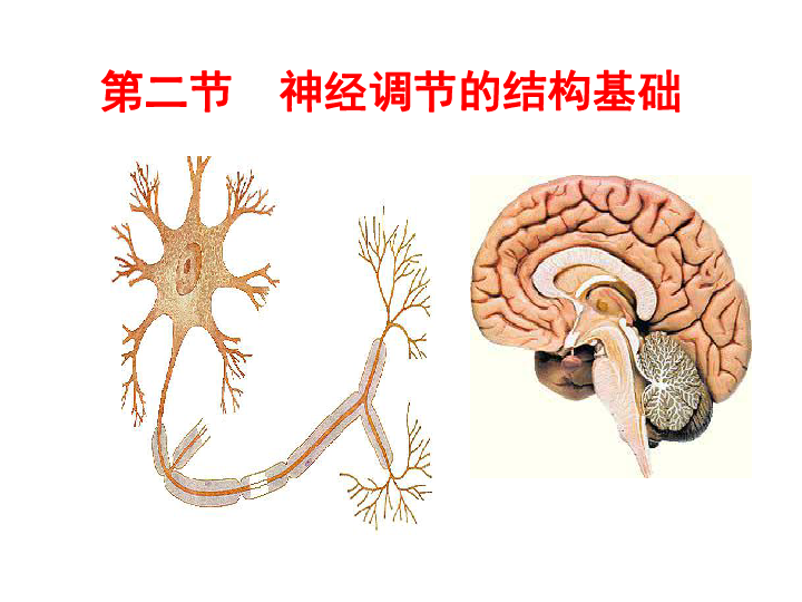 济南版七下生物 5.2神经调节的结构基础  课件（22张PPT）
