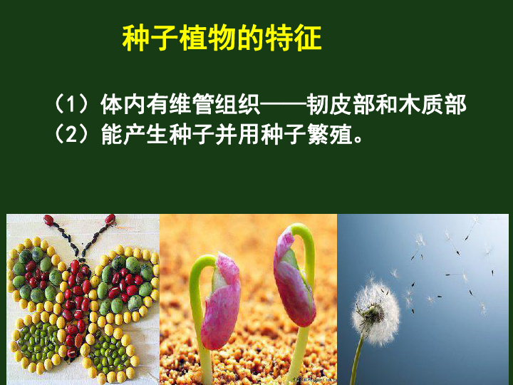 北师大版八下生物 22.3植物的主要类群 课件(37张PPT)