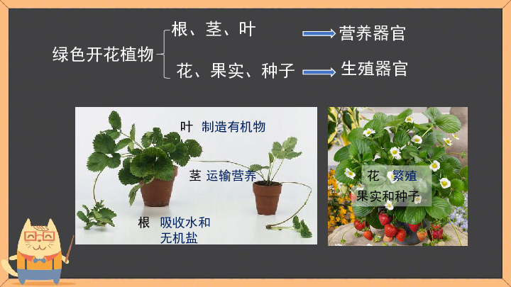 植物的四大器官图片