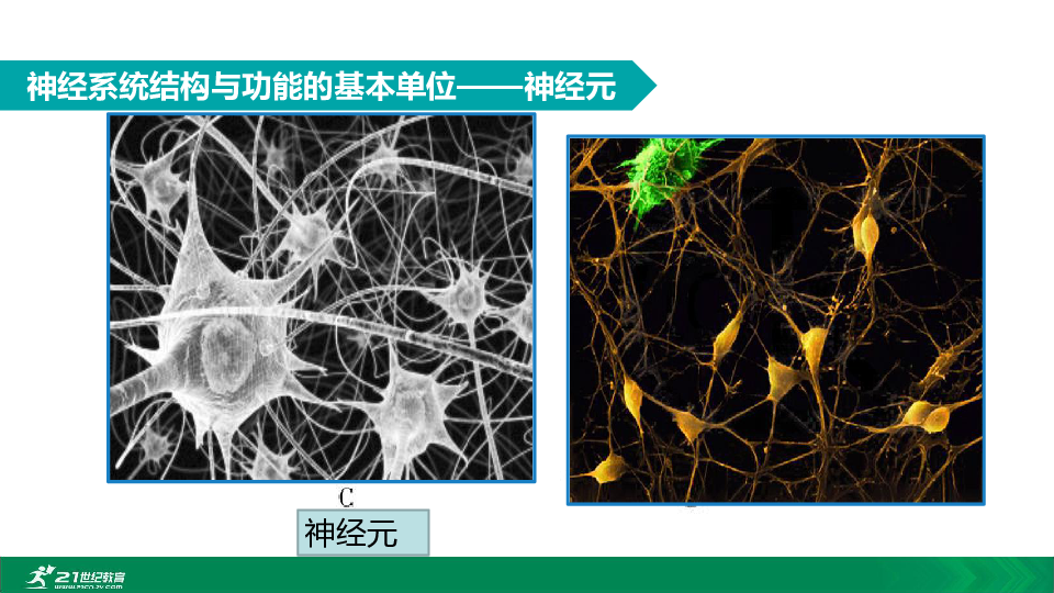 2020年春人教七下生物第六章第二节神经元 教学课件