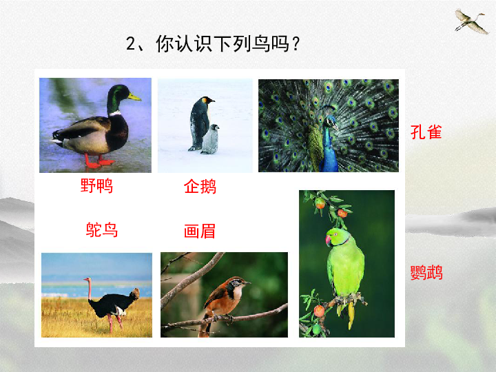 苏科版七年级下册生物：第5单元 第12章第1节 鸟类 课件 （共26张PPT）