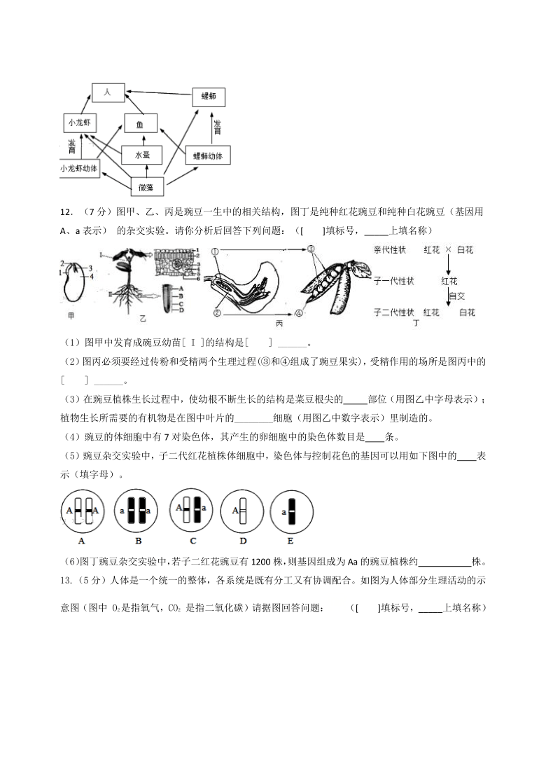 黄冈市2021年生物中考冲刺卷(四)（Word版含答案）