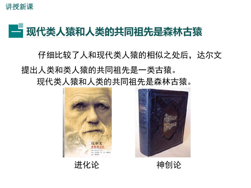 人教版七年級下冊生物第一節人類的起源和發展課件共24張ppt