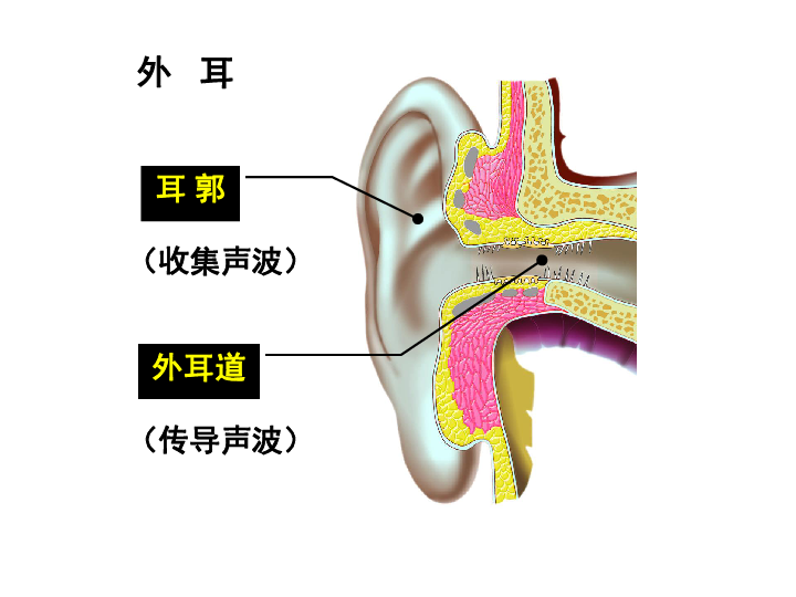 冀少版七年级下册生物：4．1 信息的获取课件 （共19张PPT）