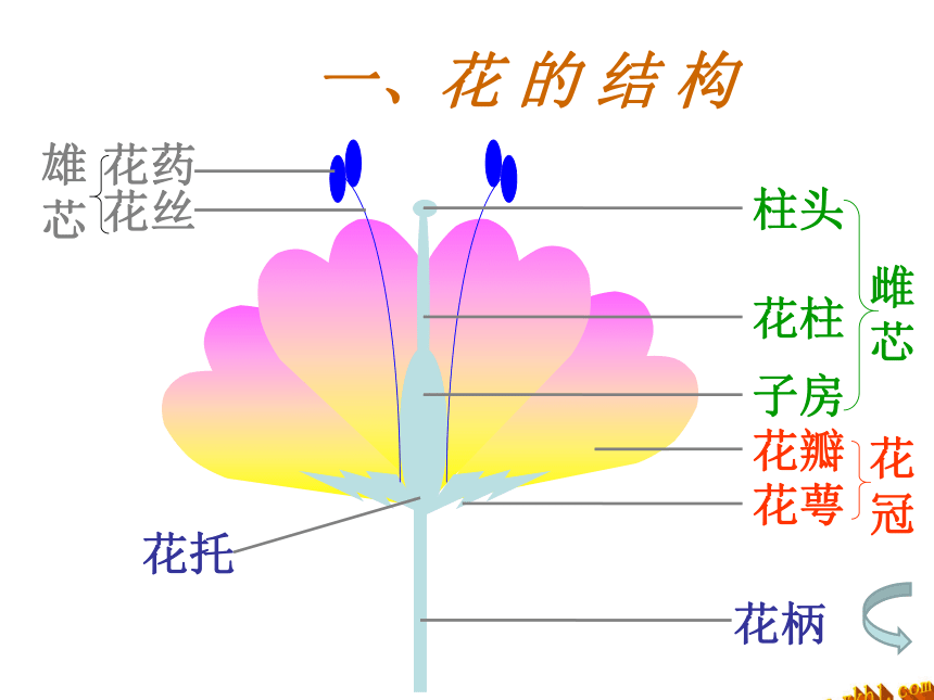 八年级下册生物第一章生物的生殖和发育 复习课件（共30张ppt）