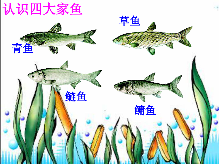苏科版七下生物  10.1 水中的动物 课件（19张PPT）