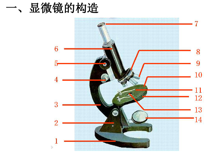 鲁科版六年级上册生物2-1-1练习使用显微镜 课件（36张PPT）