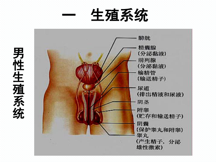 人教版生物七下第一章第二节 人的生殖 课件（共33张PPT）