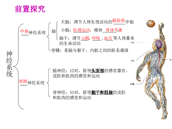 北京版七下生物 8.1 神经系统的组成  课件(26张PPT)