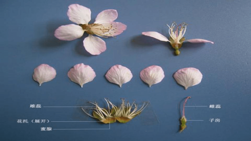 内容归纳花丝花药子房(内含胚珠)花柱柱头雄蕊雌蕊花瓣萼片花托四