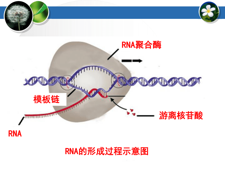 2010年浙江省高中生物课堂教学评比课件 遗传信息的表达—RNA和蛋白质的合成（徐文新 ）