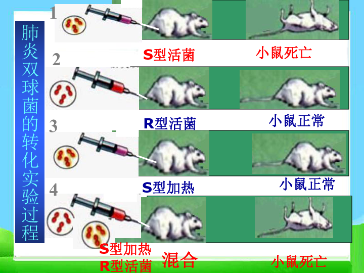 人教版高中生物必修二3.1-DNA是主要的遗传物质(44张)