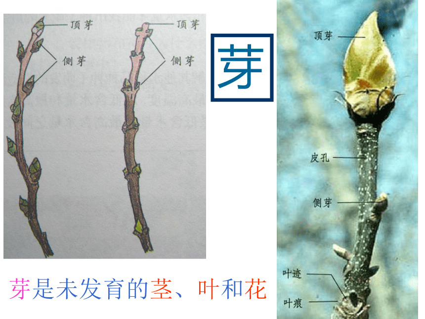 14.植物怎样度过一生 课件