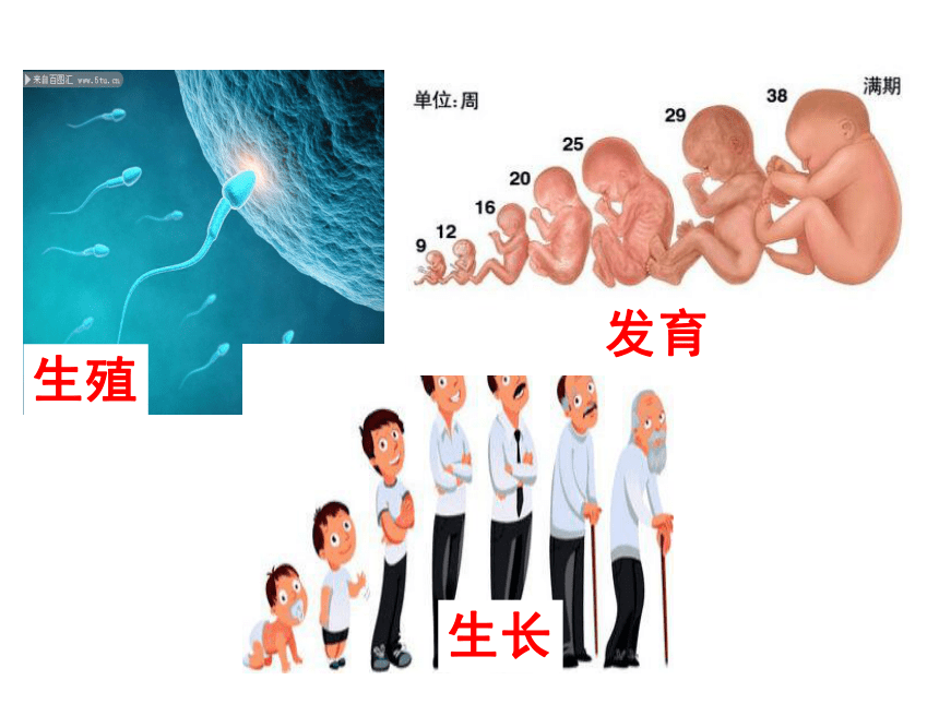 人的生殖和发育 婴儿图片