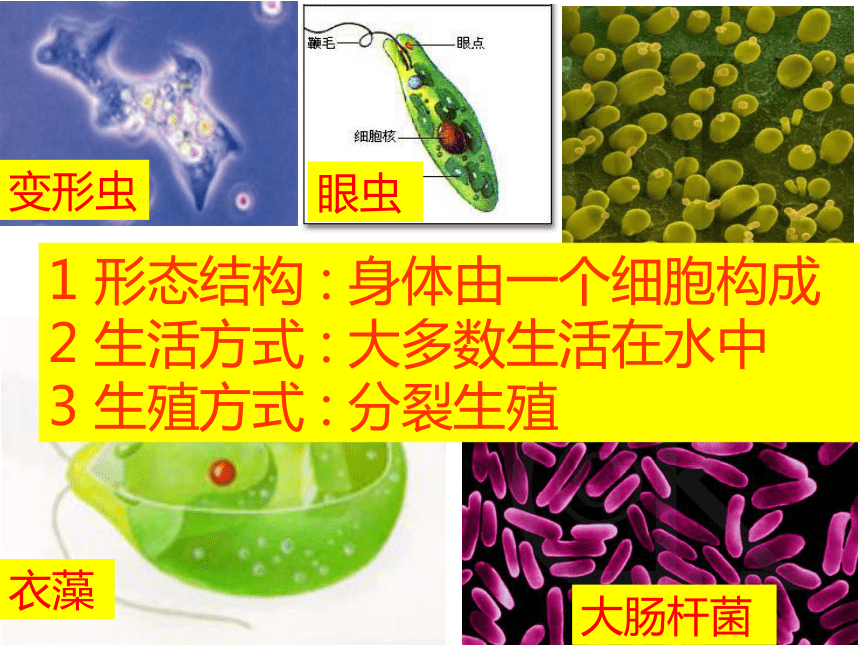 高中生物人教版必修一1.1从生物圈到细胞(共30张ppt)