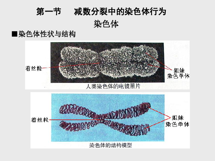 高中生物北师大版必修二第二章第1节减数分裂中的染色体行为 (共28张PPT)
