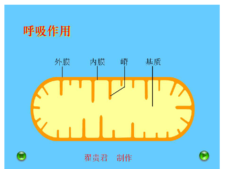 細胞呼吸上學期