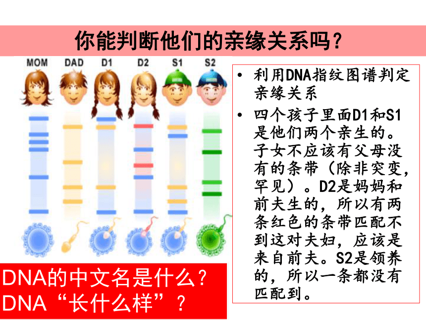 人教版高中生物必修一课件-2.3 遗传信息的携带者--核酸 （共24张PPT）