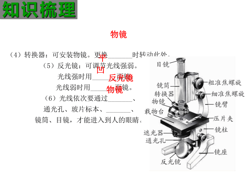 七年级上 生物总复习课件（47PPT）