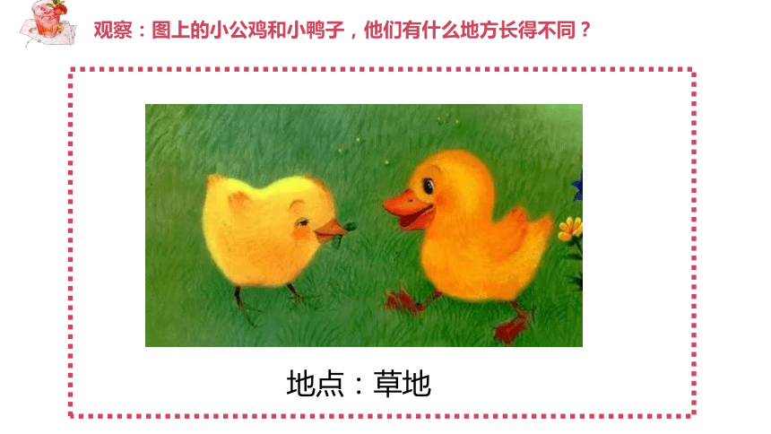 5 小公鸡和小鸭子 课件（2课时，第2课时为绘本阅读）