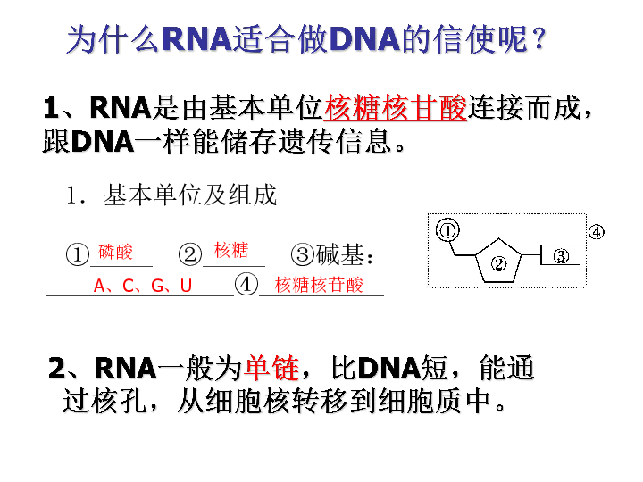 4．1 基因指导蛋白质的合成——人教版高中生物必修二（共34张PPT）