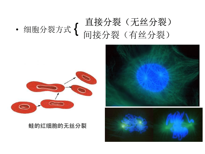 4.2细胞（细胞的分裂、生长）