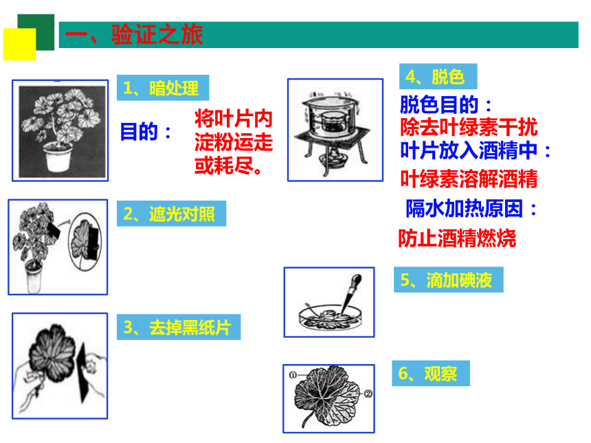 2022年中考複習綠色植物的三大作用課件共25張ppt