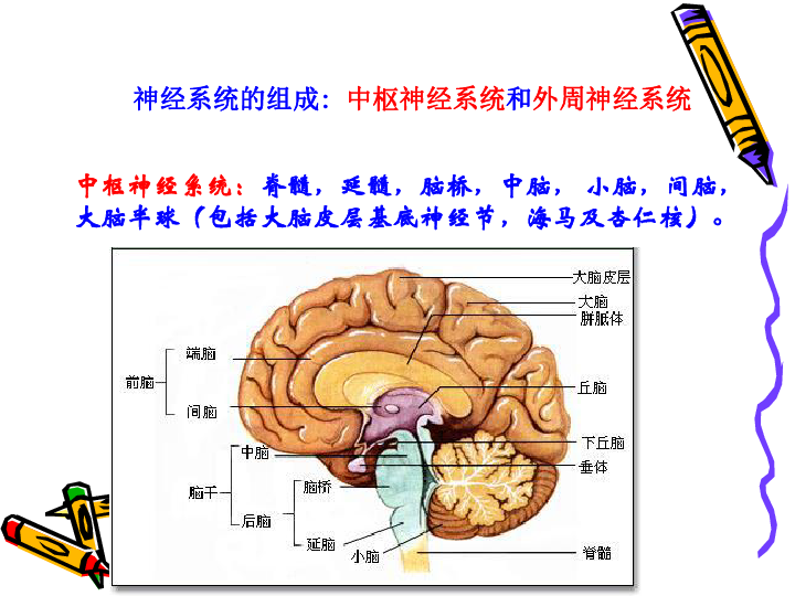 第二节神经系统的结构与功能