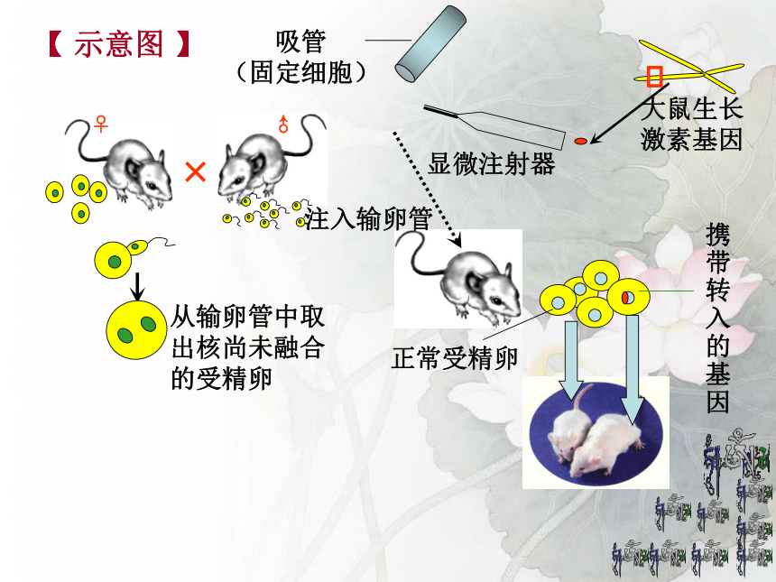 2017云南中考试题研究 生物 名师ppt 生物的遗传与变异