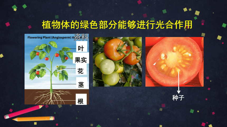2021--2022学年北京版生物七年级上册4.2绿色植物的光合作用 --光合作用的主要器官是叶 课件（29张PPT）