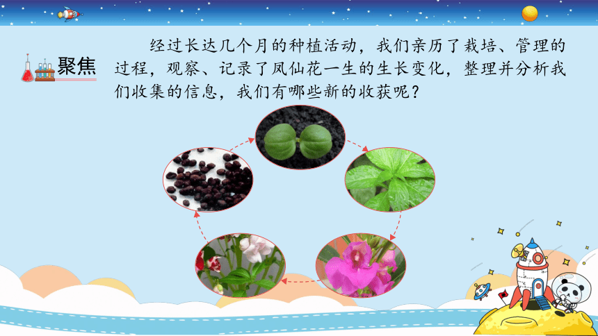 凤仙花种子发芽的过程图片