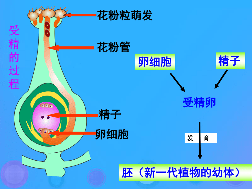 19.3《植物的生殖方式》课件（26张ppt）