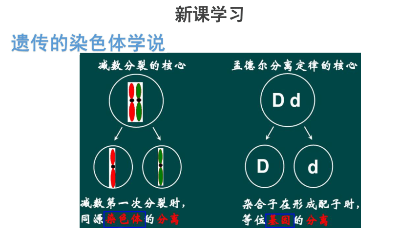 22遺傳的染色體學說課件16張