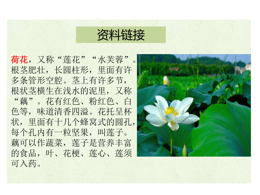 荷花的简介30字图片