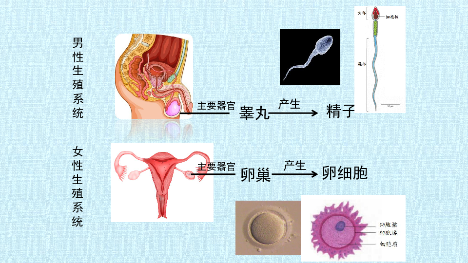 第十章 生物的生殖和发育  复习课件（78张PPT）