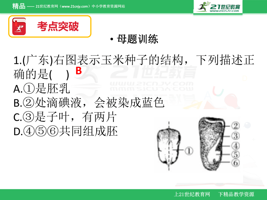 2018年广东省生物会考 七年级上册复习课件《三单元复习》课件