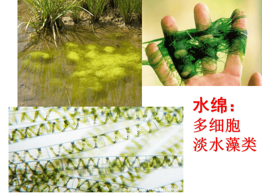 第一节  藻类、苔藓和蕨类植物课件
