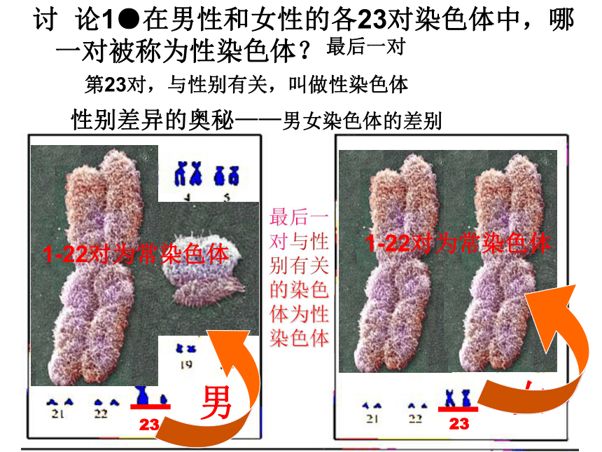 第四节-人的性别遗传 课件（共75张PPT）