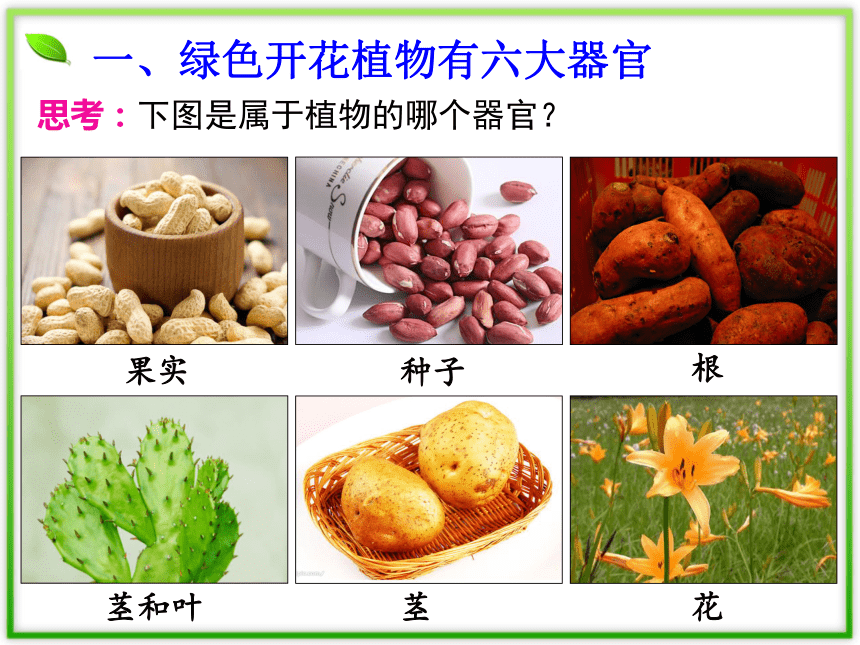 223植物体的结构层次课件共22张ppt20212022学年人教版生物七年级上册