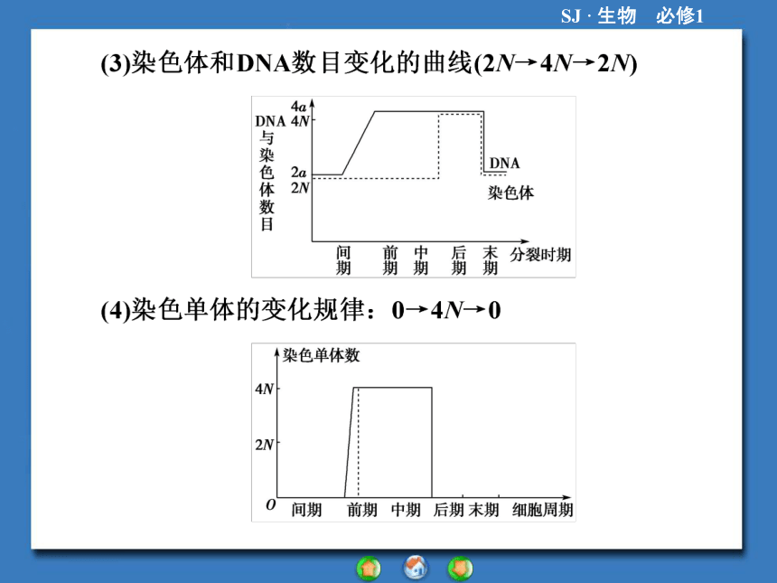 【课堂新坐标，同步备课参考】2013-2014学年高中生物（苏教版）必修1课件：专题归纳课4细胞的增殖、分化、衰老和凋亡（共36张PPT）