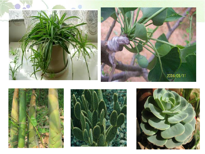 六年级上册科学课件-1.4 植物是怎样繁殖 人教版 (共26张PPT)