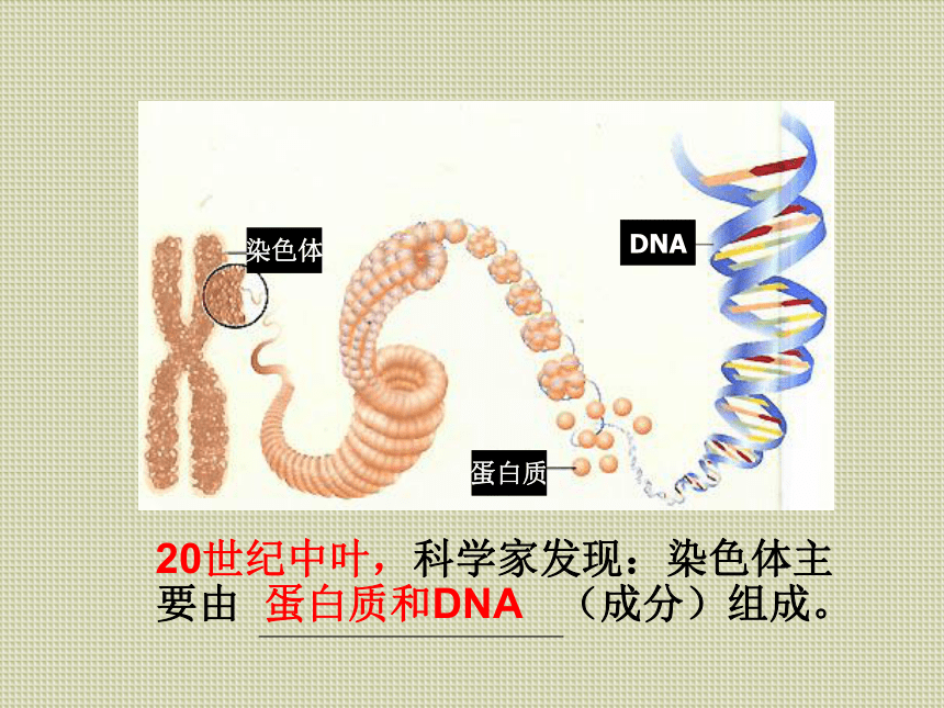 高中生物人教版必修二第三章第1节 DNA是主要的遗传物质  课件 47张PPT