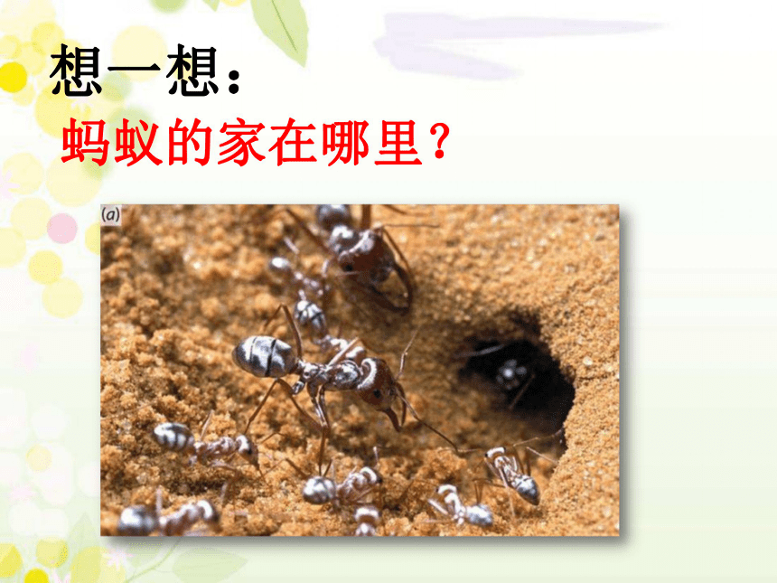 青岛版科学一 下 14 土壤里的小动物 课件（共26张PPT）