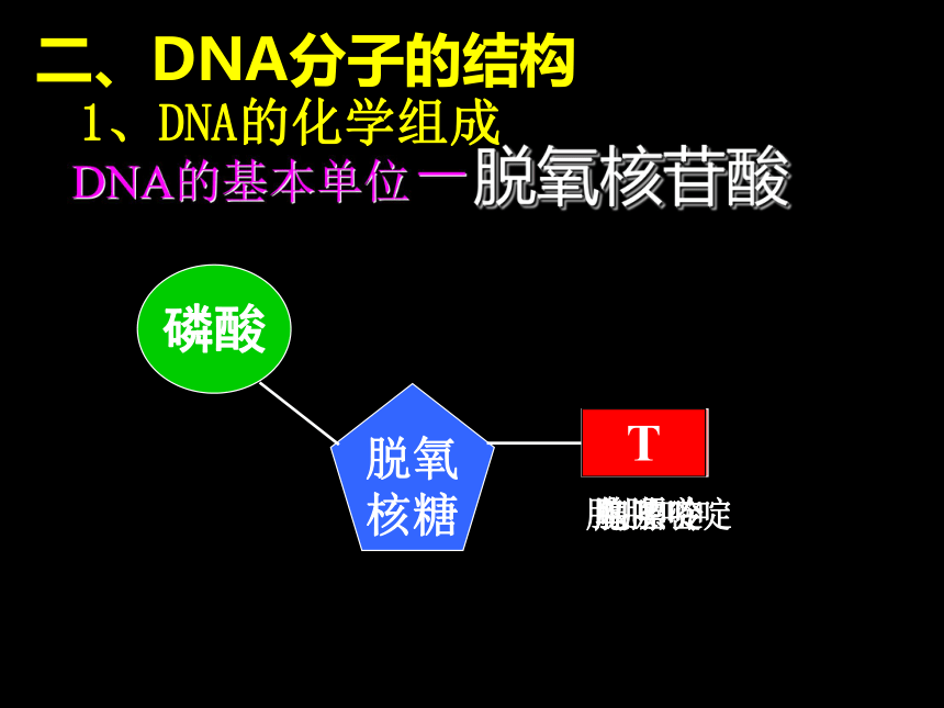 3.2 DNA分子的结构