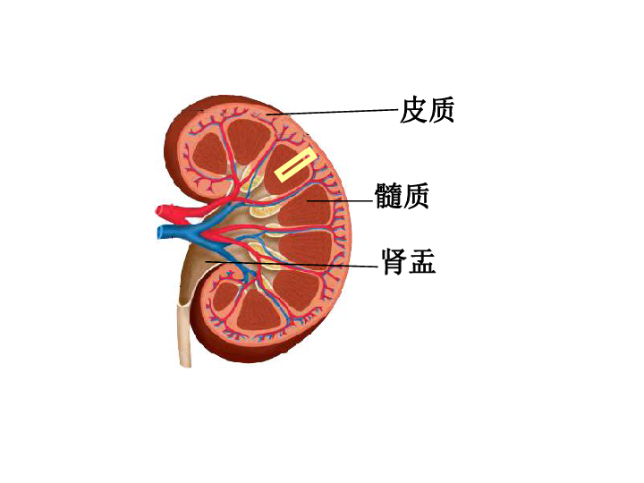 肾小球组织结构图图片