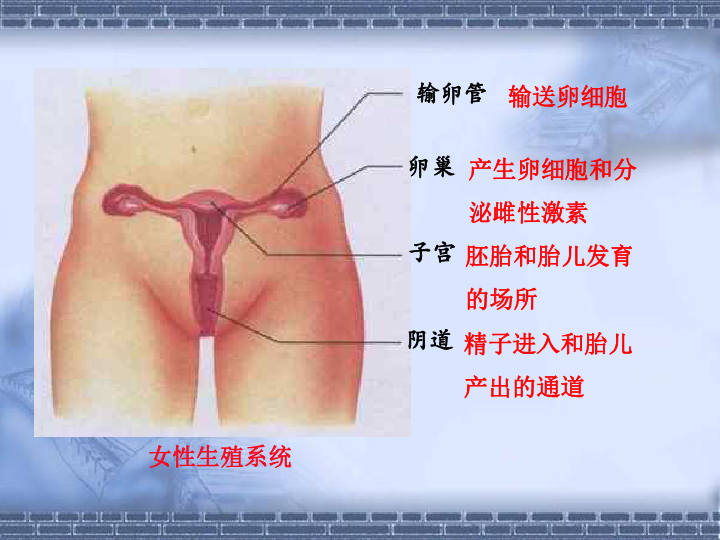 人的生殖课件（16张PPT）